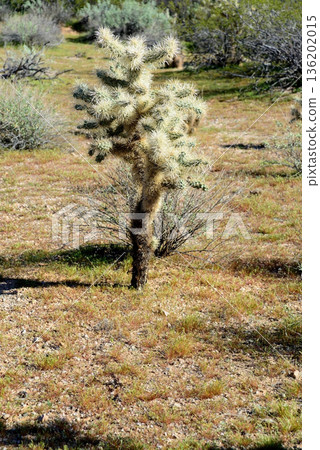 Cholla cactus, Sonora Desert, Mid Winter 136202015