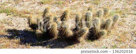 Hedge Hog cactus Hedge Hog cactus 136202016