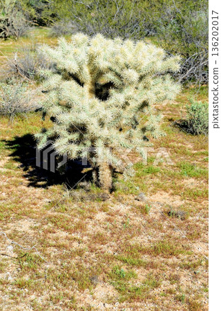 Cholla cactus, Sonora Desert, Mid Winter 136202017