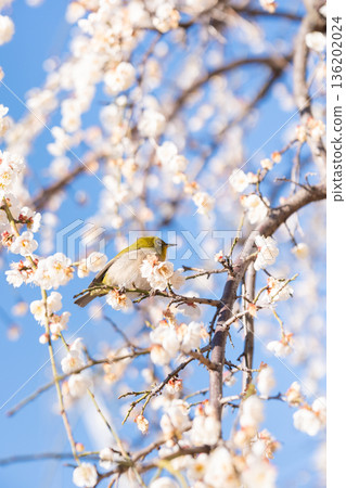 A Japanese white-eye perched on a plum tree in full bloom 136202024