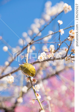 一隻繡眼鳥棲息在盛開的梅樹上。 一隻繡眼鳥棲息在盛開的梅樹上。 136202027