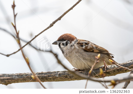 A sparrow perched on a branch in early spring, keeping watch over its surroundings A sparrow perched on a branch in early spring, keeping watch over its surroundings 136202363