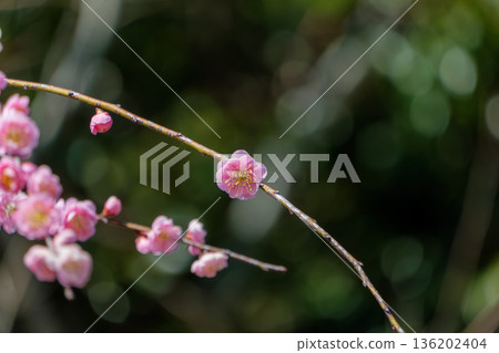 一枝梅花預示著春天的到來 136202404