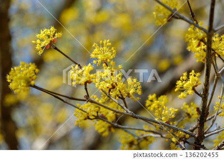 Yellow flowers of the Cornus cherry blossom blooming against the blue sky 136202455