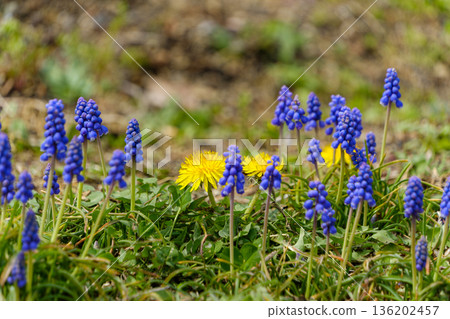 春日田野裡，紫色的風信子和黃色的蒲公英競相綻放。 136202457