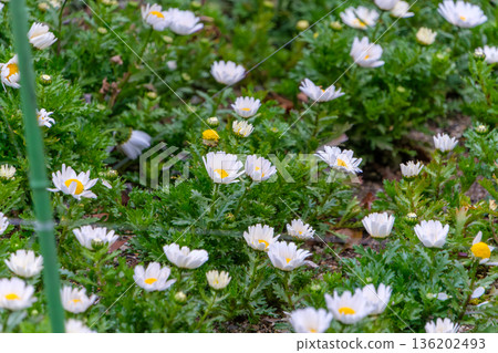 花壇裡盛開著一簇簇白色的北極花。 136202493