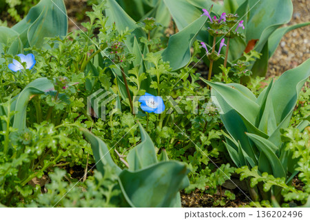 Blue nemophila and spring flowers blooming in the flowerbed Blue nemophila and spring flowers blooming in the flowerbed 136202496