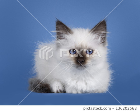 Sacred Birman cat kitten on blue background 136202568
