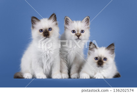 Sacred Birman cat kittens on blue background 136202574