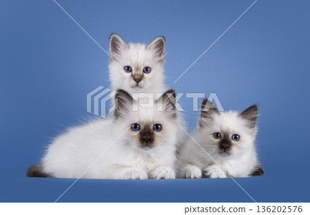 Sacred Birman cat kittens on blue background 136202576