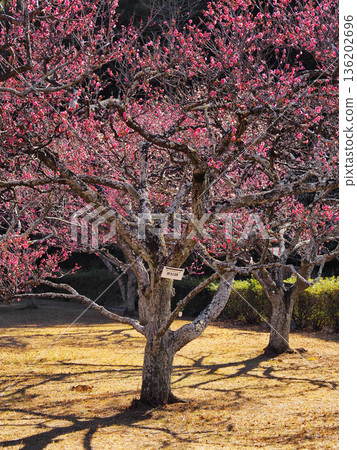 袖浦公園的梅花（更紗錦） 136202696