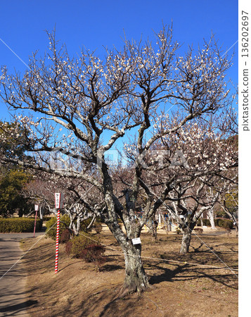 Plum blossoms at Sodegaura Park (Tanego no Tsuki) Plum blossoms at Sodegaura Park (Tanego no Tsuki) 136202697
