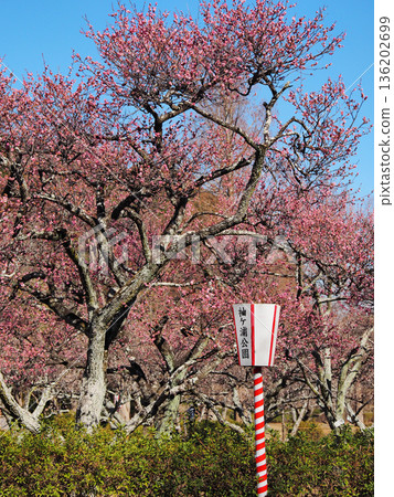 Plum blossoms at Sodegaura Park Plum blossoms at Sodegaura Park 136202699