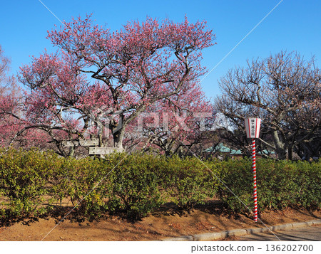 Plum blossoms at Sodegaura Park Plum blossoms at Sodegaura Park 136202700