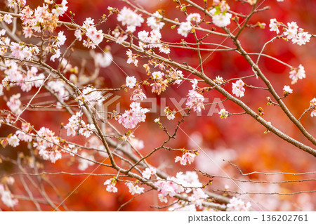 埼玉縣兒玉郡上川町矢野，冬櫻花、紅葉名勝，白峰公園，冬櫻花、楓葉盛開等紅葉秀 136202761