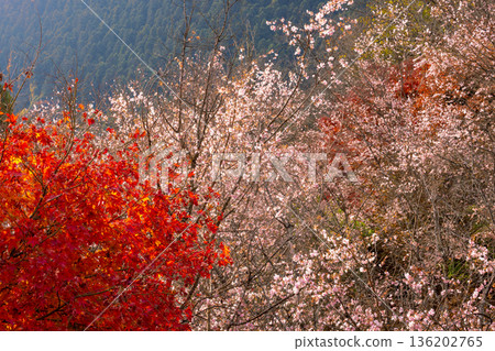 埼玉縣兒玉郡上川町矢野，冬櫻花、紅葉名勝，白峰公園，冬櫻花、楓葉盛開等紅葉秀 136202765