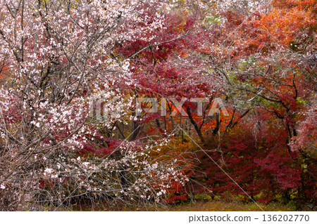 埼玉縣兒玉郡上川町矢野，冬櫻花、紅葉名勝，白峰公園，冬櫻花、楓葉盛開等紅葉秀 136202770