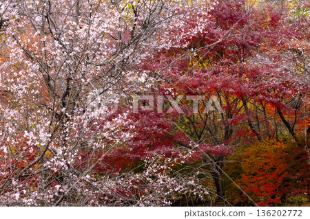 埼玉縣兒玉郡上川町矢野，冬櫻花、紅葉名勝，白峰公園，冬櫻花、楓葉盛開等紅葉秀 136202772