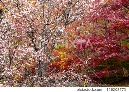 Yano, Kamikawa-cho, Kodama-gun, Saitama Prefecture, a famous spot for winter cherry blossoms and autumn leaves, Shiromine Park, a show of autumn leaves such as winter cherry blossoms and maple leaves in full bloom 136202773
