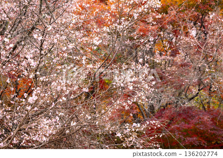 埼玉縣兒玉郡上川町矢野，冬櫻花、紅葉名勝，白峰公園，冬櫻花、楓葉盛開等紅葉秀 136202774