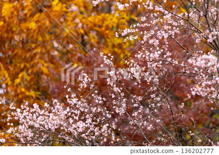 埼玉縣兒玉郡上川町矢野，冬櫻花、紅葉名勝，白峰公園，冬櫻花、楓葉盛開等紅葉秀 136202777