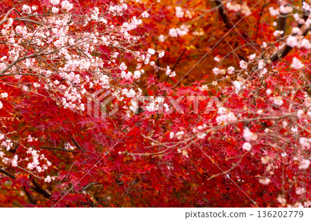 埼玉縣兒玉郡上川町矢野，冬櫻花、紅葉名勝，白峰公園，冬櫻花、楓葉盛開等紅葉秀 136202779
