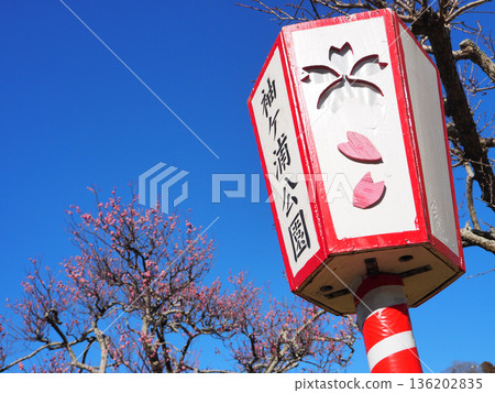 Plum blossoms at Sodegaura Park Plum blossoms at Sodegaura Park 136202835