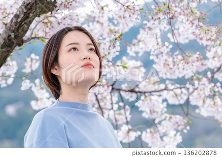 A young woman sightseeing while watching the cherry blossoms 136202878