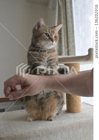 Cat greeting with a high five Cat greeting with a high five 136202916