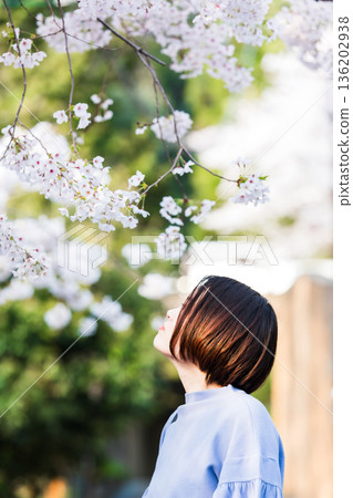 A young woman sightseeing while watching the cherry blossoms A young woman sightseeing while watching the cherry blossoms 136202938