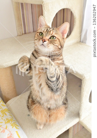 可愛的貓咪站起來 136202947