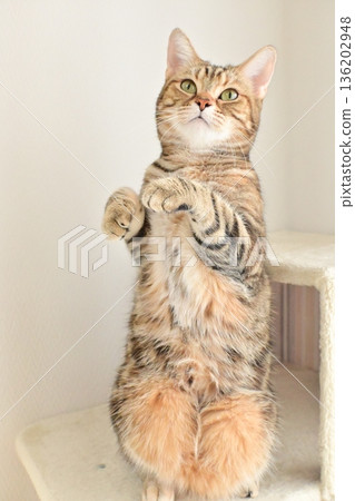 可愛的貓咪站起來 136202948