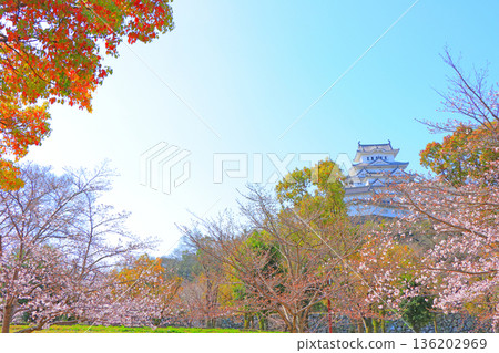 Cherry blossoms starting to bloom and Himeji Castle in Himeji, Hyogo Prefecture Cherry blossoms starting to bloom and Himeji Castle in Himeji, Hyogo Prefecture 136202969