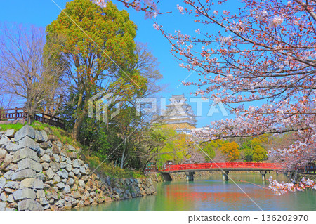 Cherry blossoms starting to bloom and Himeji Castle in Himeji, Hyogo Prefecture Cherry blossoms starting to bloom and Himeji Castle in Himeji, Hyogo Prefecture 136202970