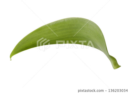 leaves of vanilla orchid plant isolated on a white background 136203034