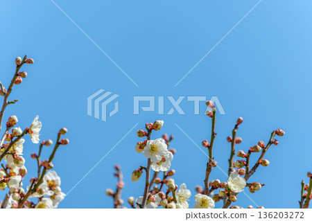 White plum branches and buds stretching towards the blue sky White plum branches and buds stretching towards the blue sky 136203272