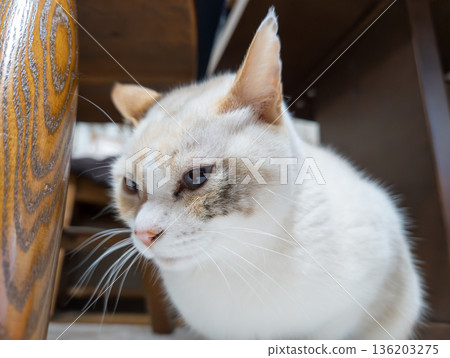 The expression of a white cat looking down at something indoors The expression of a white cat looking down at something indoors 136203275