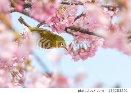 A Japanese white-eye peeks out from between the cherry blossoms in full bloom 136203291