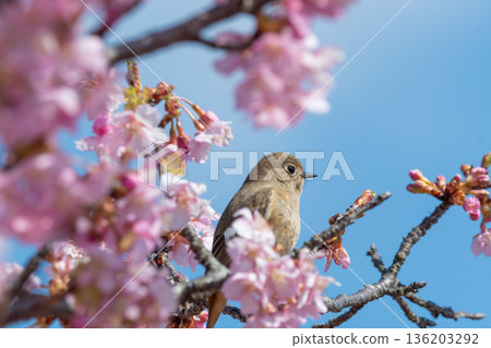 A female Daurian Redstart stands with a blue sky and cherry blossoms in the background 136203292