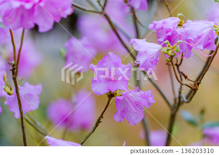 春意盎然的花園，點綴著艷麗的紫色杜鵑花。 136203310