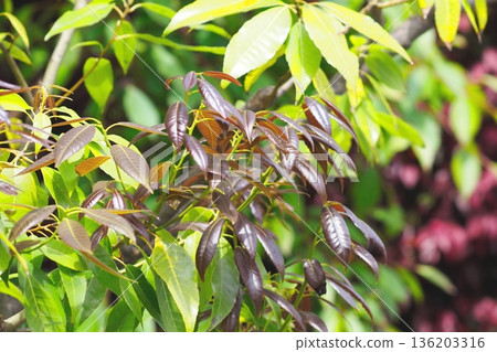 白橡樹的紅色新葉 白橡樹的紅色新葉 136203316