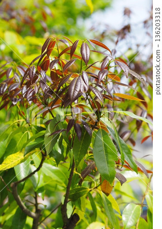Red new leaves of white oak 136203318