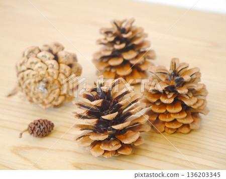 Pinecone Pinecone 136203345