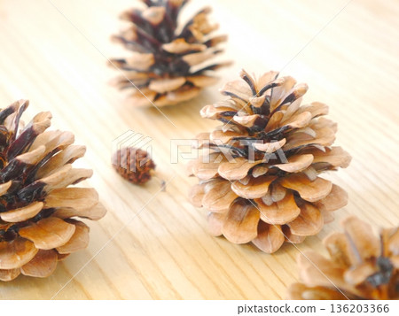 Pinecone Pinecone 136203366