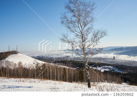 Snowy hill with a birch tree and distant city view. Winter landscape for nature and outdoor activity Snowy hill with a birch tree and distant city view. Winter landscape for nature and outdoor activity 136203602