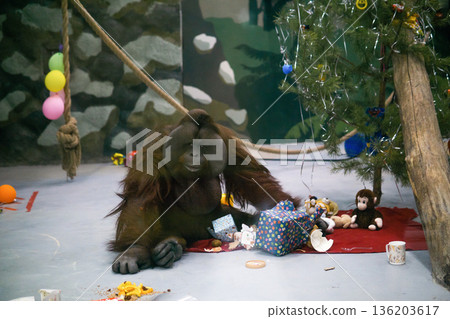 orangutan unpacks presents under a Christmas tree in its enclosure, behavioral enrichment in zoo orangutan unpacks presents under a Christmas tree in its enclosure, behavioral enrichment in zoo 136203617