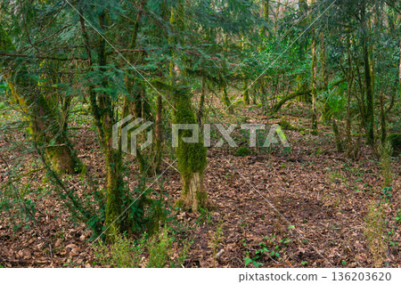 Trees and moss in the tropical forest Trees and moss in the tropical forest 136203620
