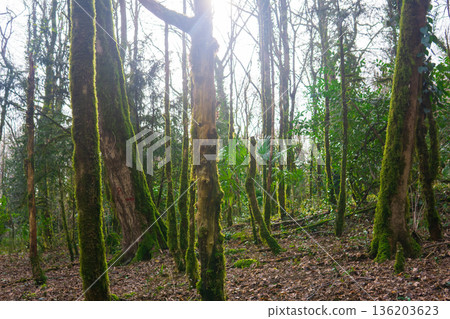 Dead trees in a yew-boxwood grove after a box tree moth attack 136203623