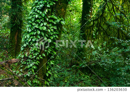 green vegetation in the rainforest, natural background 136203630