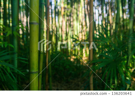 Natural background. Green bamboo forest in the morning. 136203641